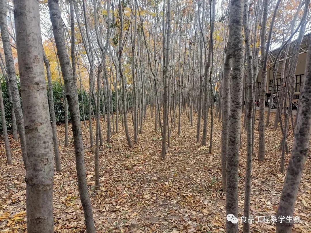 清扫学院垃圾,营造美好校园(图4) 清扫学院垃圾,营造美好校园(图4)